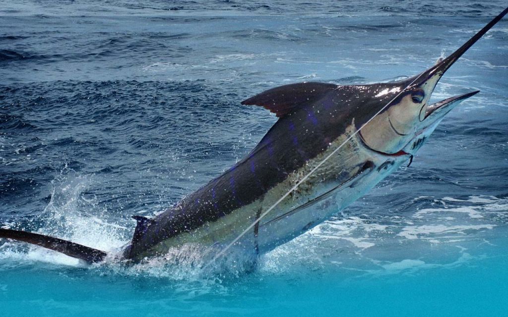 Fishermans Paradise dvd deep sea fishing marlin swordfish tuna shark b