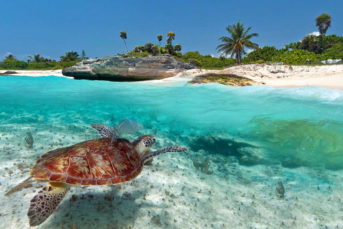 Bahamas Snorkeling Adventure